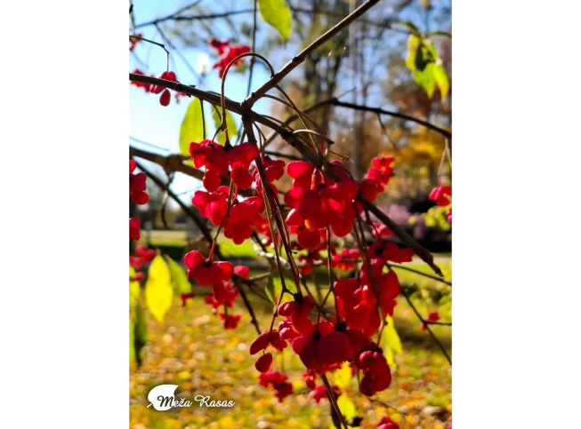 Euonymus europaeus   'Red Cascade'